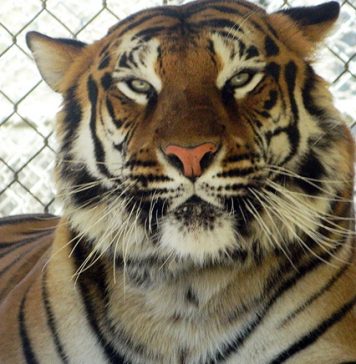 Alpine-Lions, Tigers and Bears .jpg