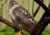 Immature Cooper's Hawk, a bird of prey.jpg