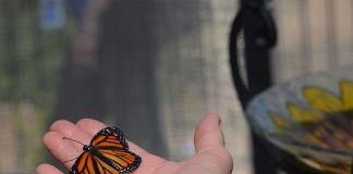 pavbutterflyhand.jpg