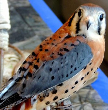 WEBAmericankestral.jpg