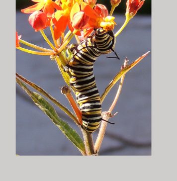 WEBMonarch.jpg