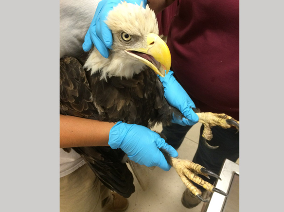The Fund for Animals Wildlife Center caring for bald eagle, hoping for  return to the wild | The East County Californian