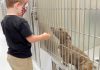 WEBA pit bull at the new El Cajon Animal Shelter gets some loving attention from 3-year-old Ryker Wittmayer, photo by Cynthia Robertson.jpg