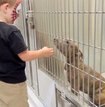 WEBA pit bull at the new El Cajon Animal Shelter gets some loving attention from 3-year-old Ryker Wittmayer, photo by Cynthia Robertson.jpg