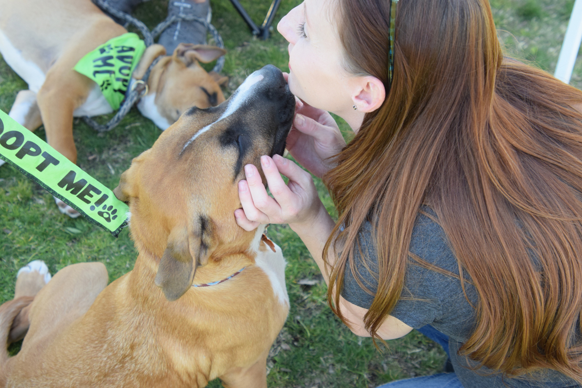 How Many Dogs Can You Have In Santee