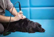 Humane Society to benefit from year’s new animal welfare laws