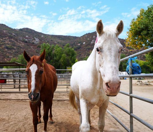 Rescued horses find new home in El Cajon as recovery continues